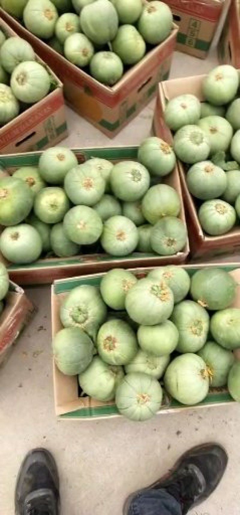 绿宝量大价格稳定质量好大量上市各种甜瓜