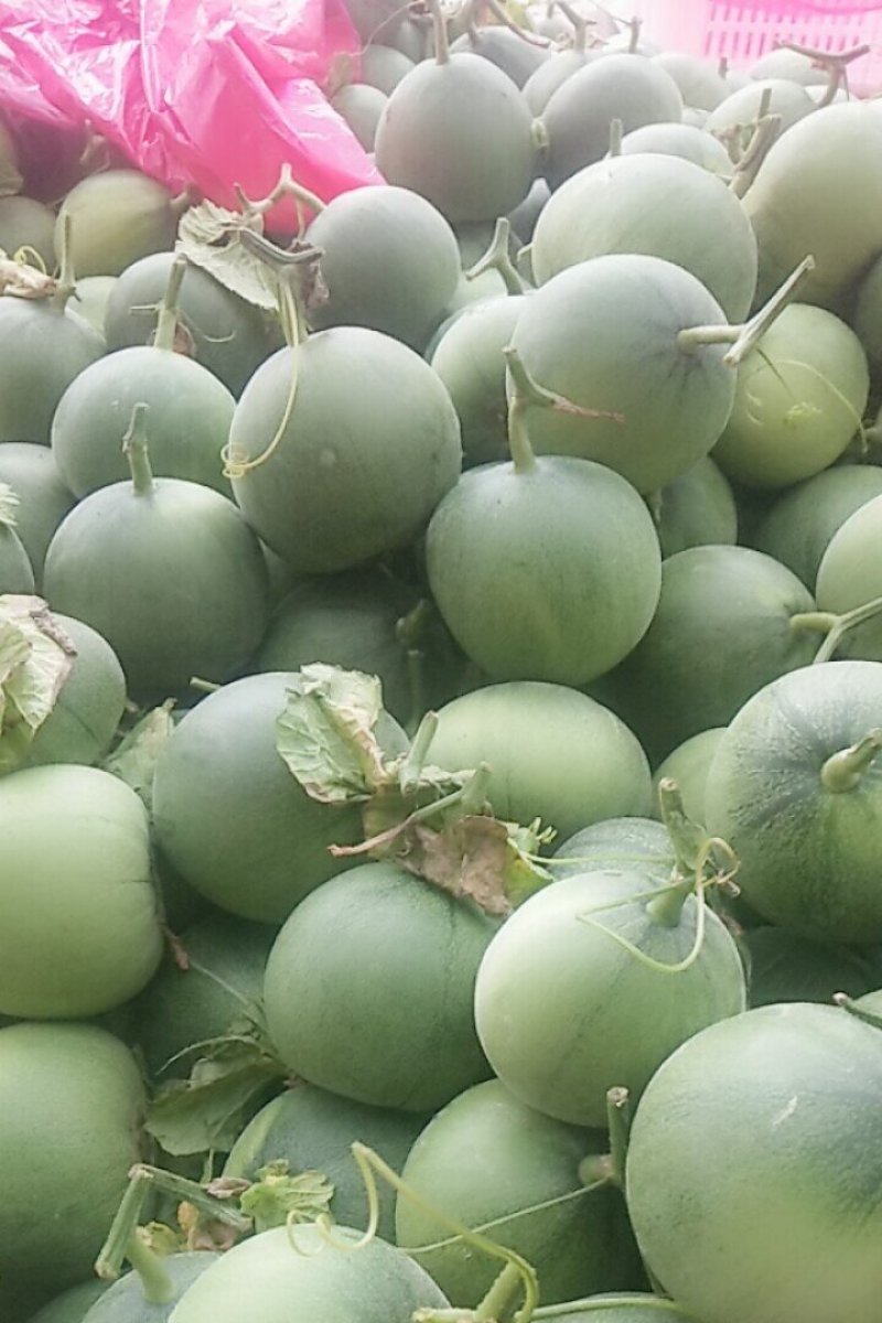 绿宝量大价格稳定质量好大量上市各种甜瓜