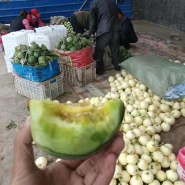 绿宝量大价格稳定质量好大量上市各种甜瓜