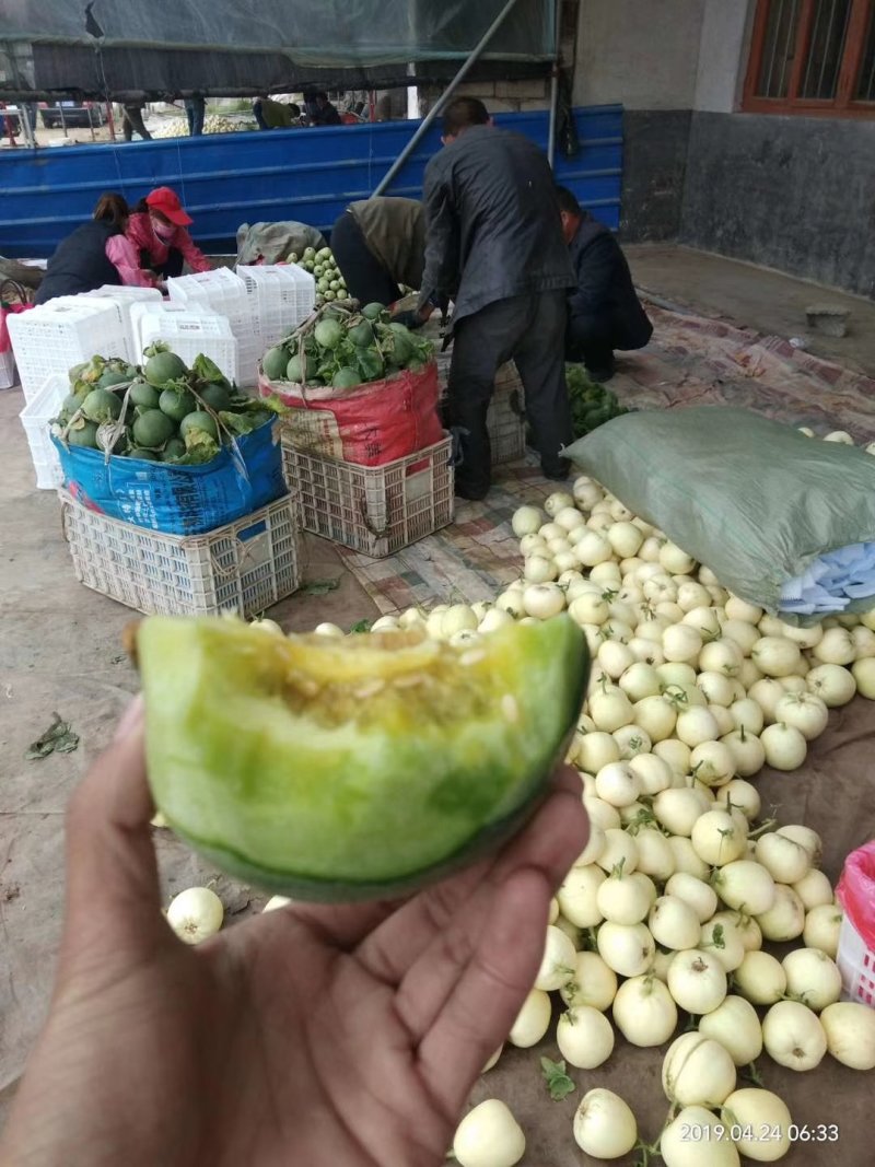 绿宝量大价格稳定质量好大量上市各种甜瓜