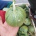 绿宝量大价格稳定质量好大量上市各种甜瓜