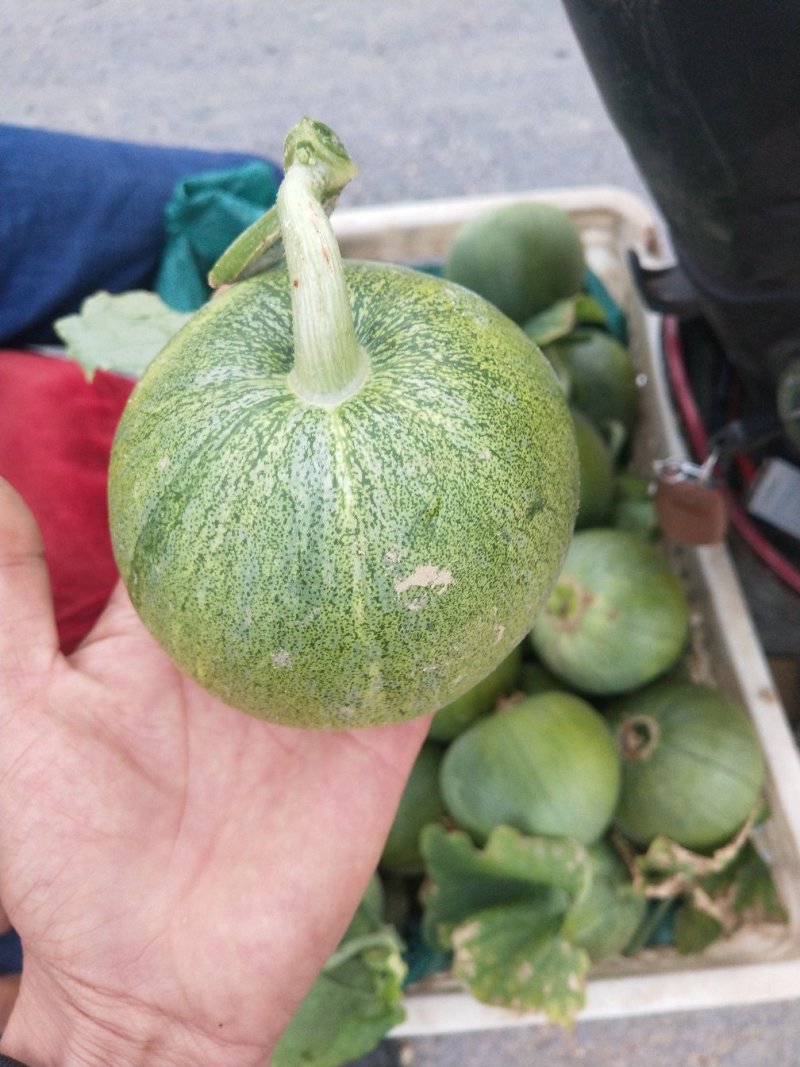 绿宝量大价格稳定质量好大量上市各种甜瓜