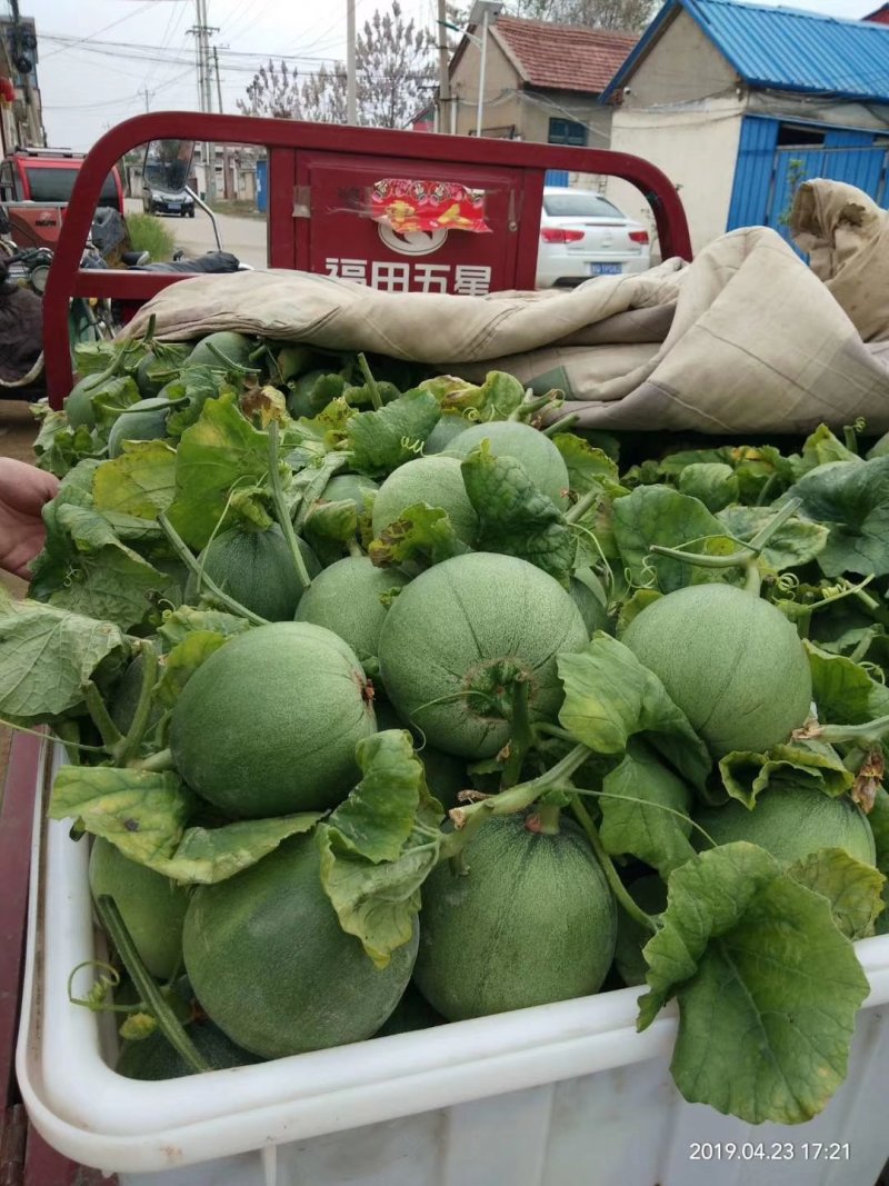 绿宝量大价格稳定质量好大量上市各种甜瓜