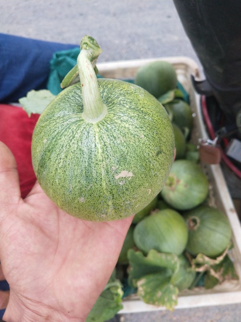 绿宝量大价格稳定质量好大量上市各种甜瓜