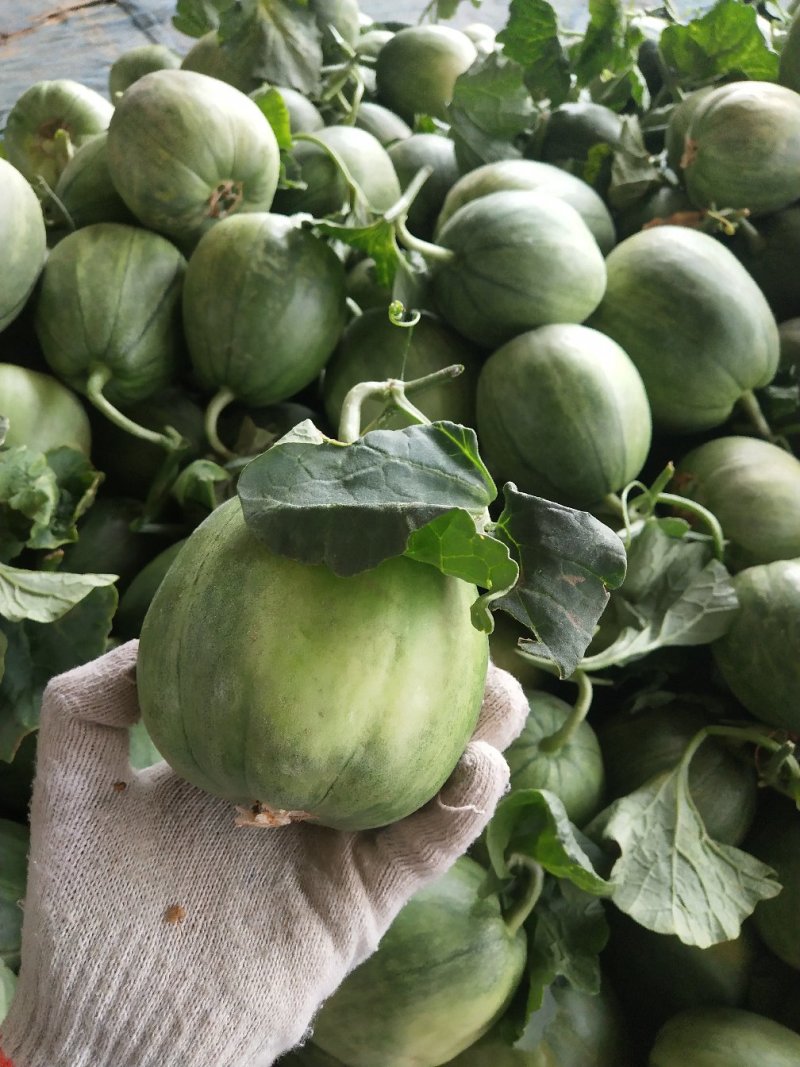 绿宝量大价格稳定质量好大量上市各种甜瓜