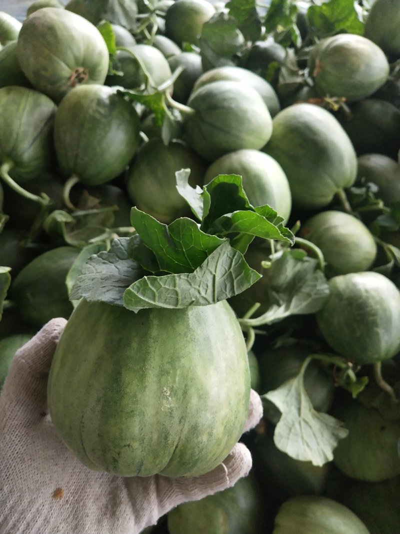 绿宝量大价格稳定质量好大量上市各种甜瓜