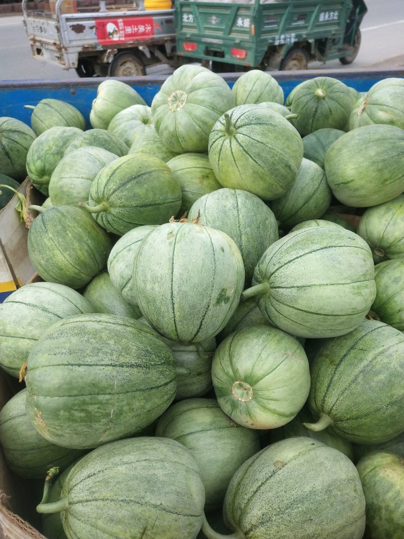 绿宝量大价格稳定质量好大量上市各种甜瓜