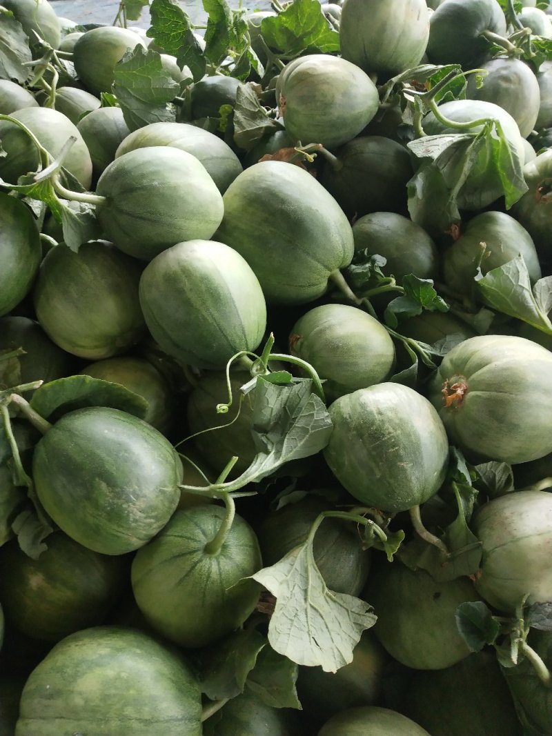 绿宝量大价格稳定质量好大量上市各种甜瓜