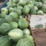 绿宝量大价格稳定质量好大量上市各种甜瓜