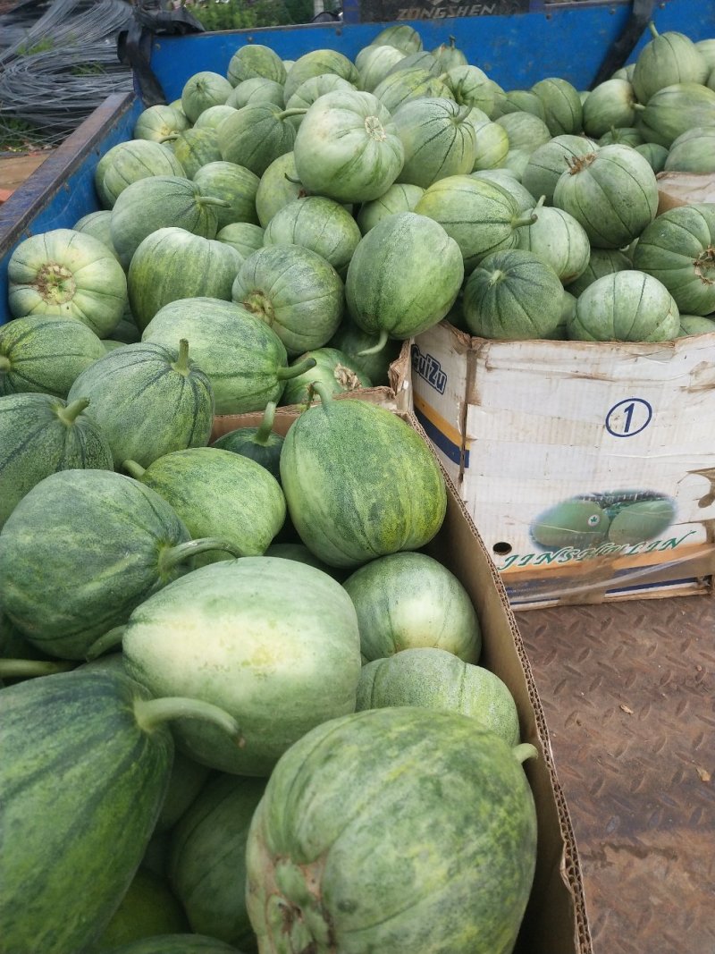 绿宝量大价格稳定质量好大量上市各种甜瓜