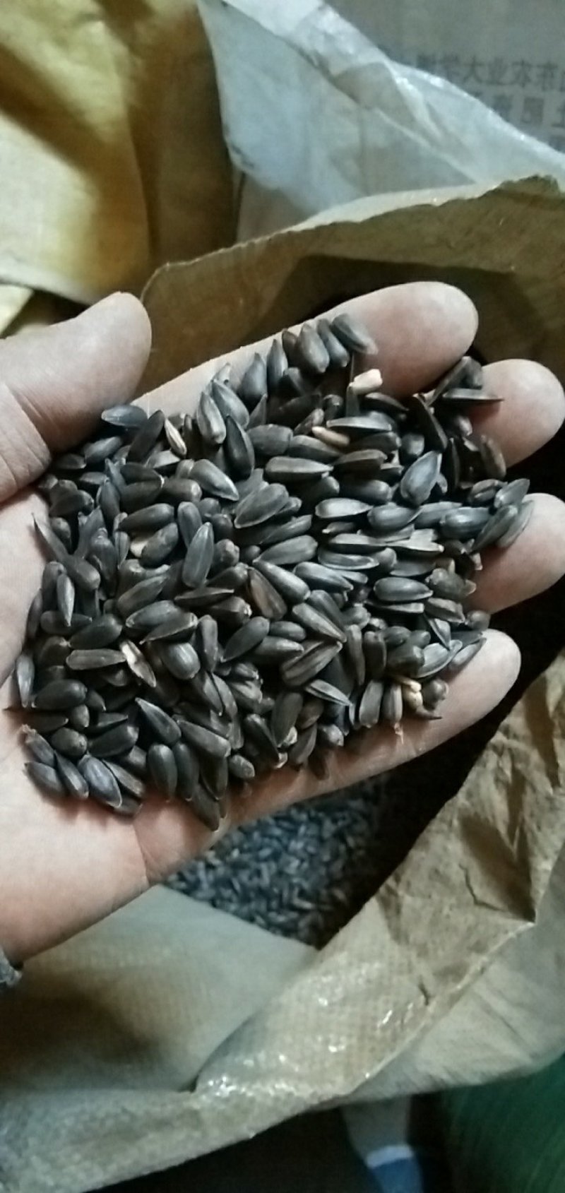 油葵