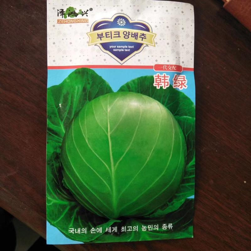 山东寿光市韩绿甘蓝苗，包菜苗，优质种苗，