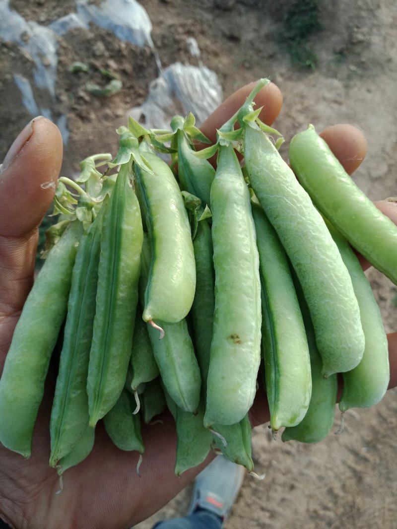 豌豆，大量供应豌豆，白豌豆，