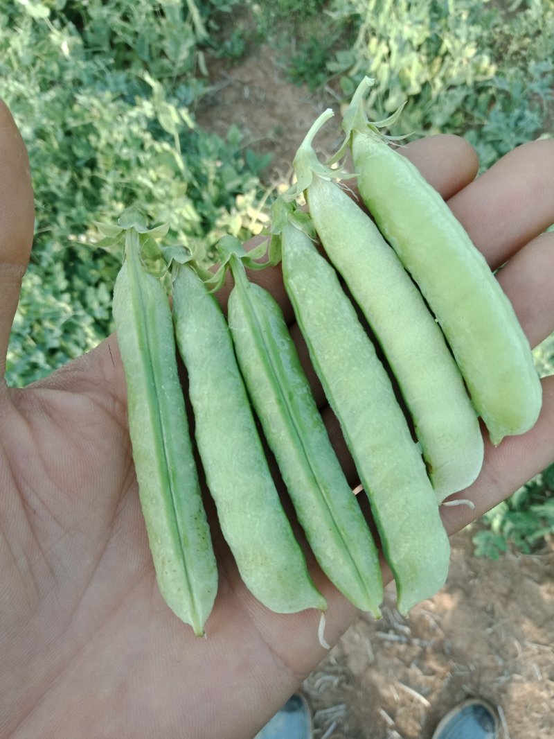 豌豆，大量供应豌豆，白豌豆，