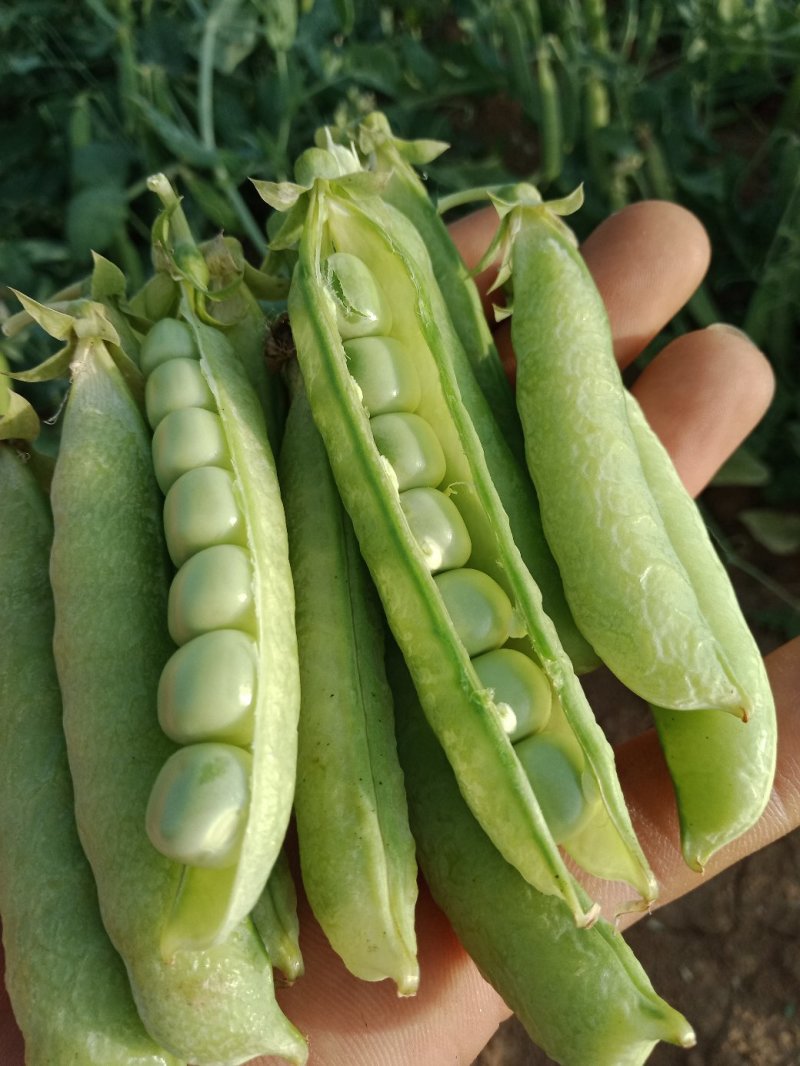 豌豆，大量供应豌豆，白豌豆，