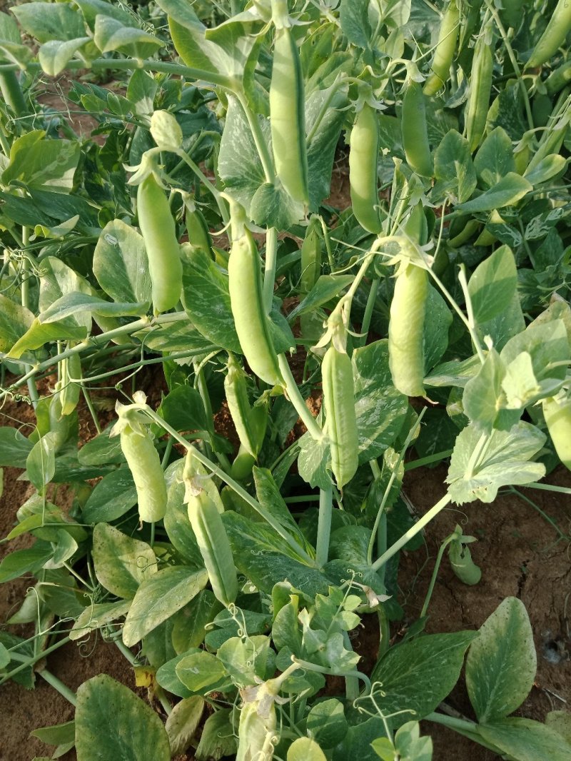豌豆，大量供应豌豆，白豌豆，