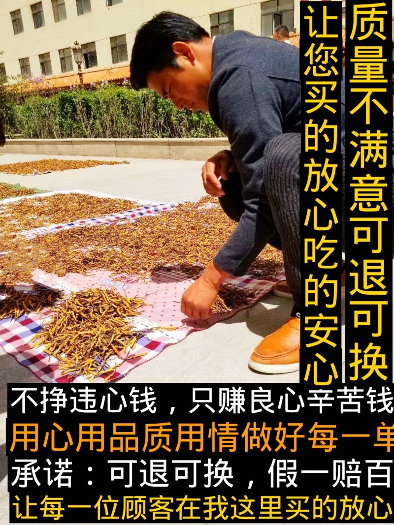【销量额六百万】2026年新鲜冬虫夏草现挖鲜卖产地直发