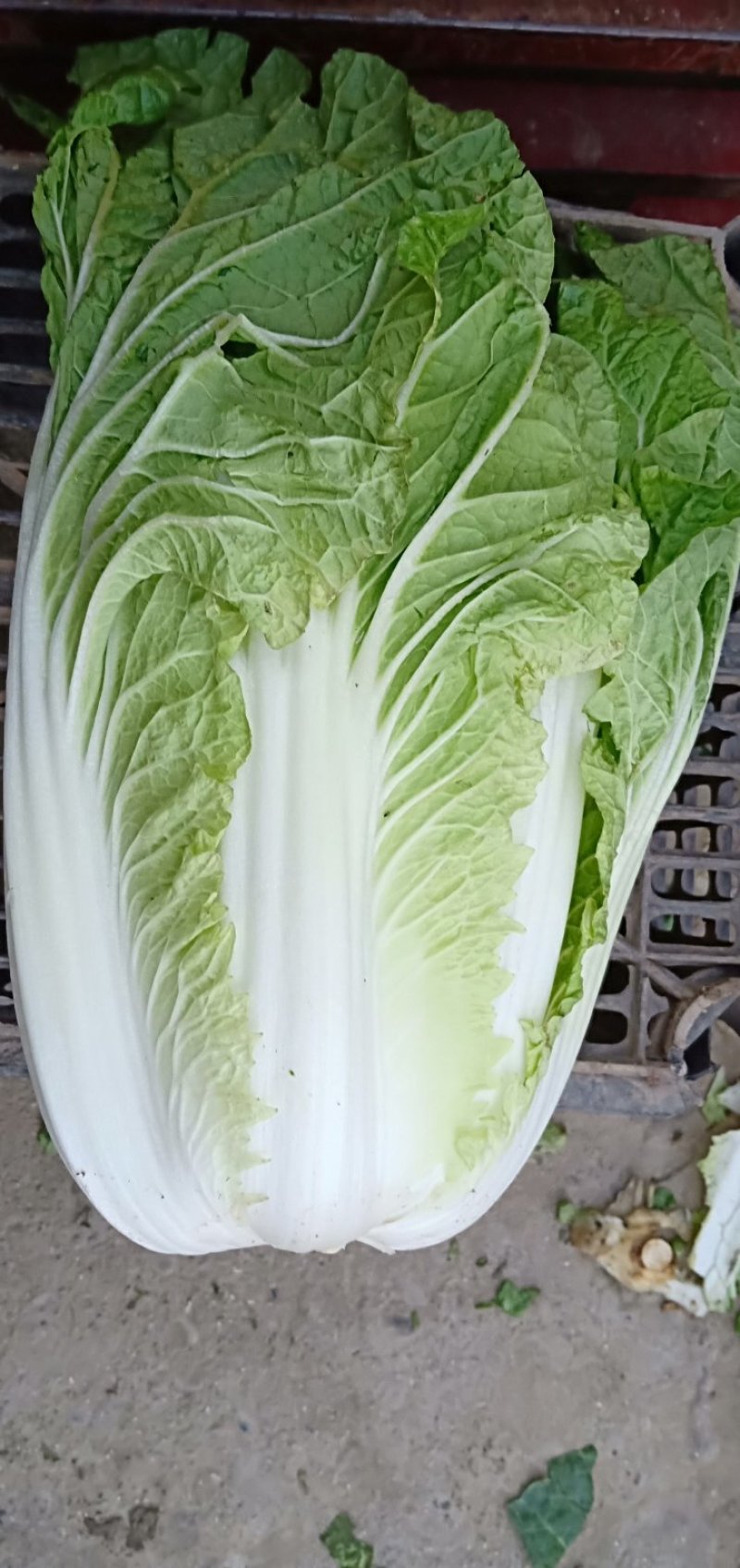 陕西汉中优质白菜】义和秋大白菜:产地直发：全国发货(现货