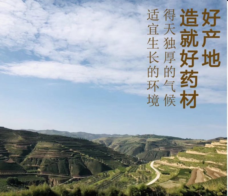 甘肃岷县产地直供无硫黄芪指甲片，规格齐全，产地直发。