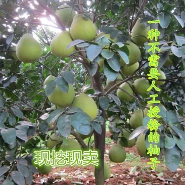 改良型免授粉沙田柚—桂柚苗
