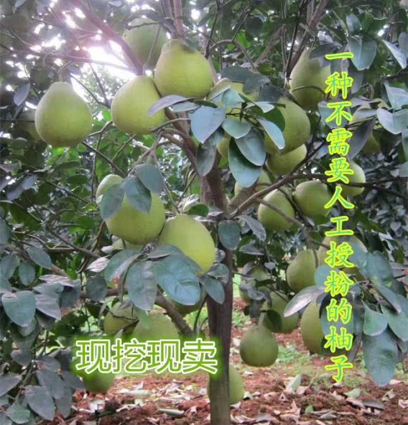 改良型免授粉沙田柚—桂柚苗