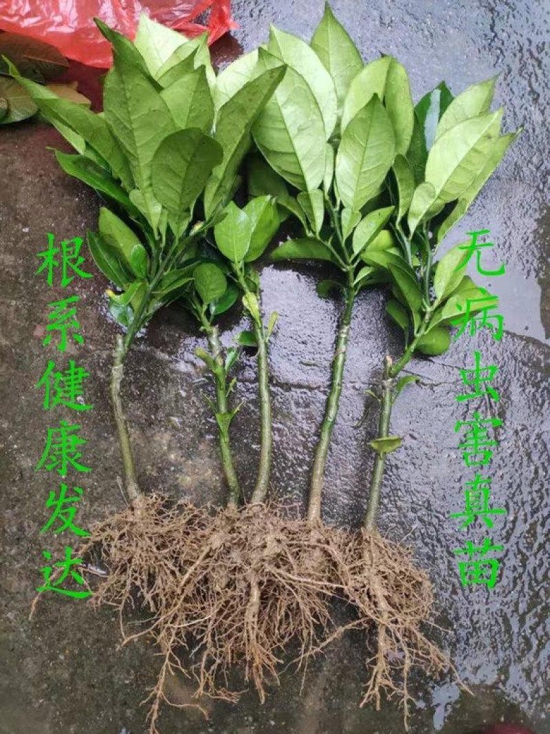 改良型免授粉沙田柚—桂柚苗