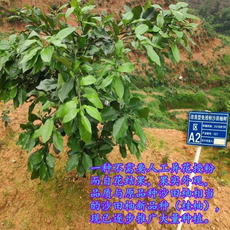 改良型免授粉沙田柚—桂柚苗