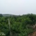 正宗山地黄桃（4个头）