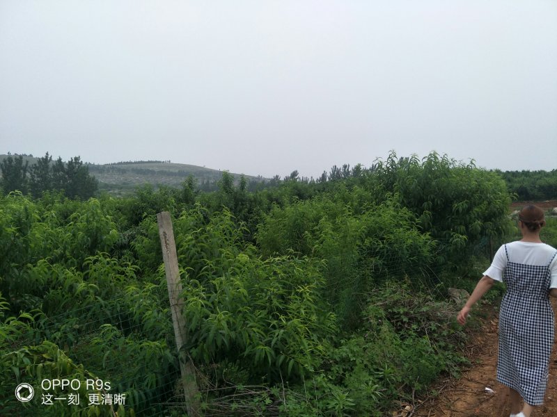 正宗山地黄桃（4个头）