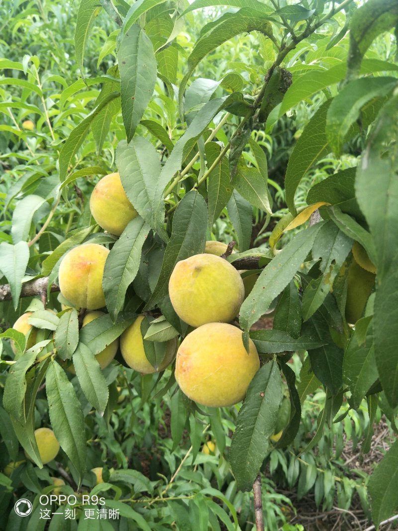 正宗山地黄桃（4个头）