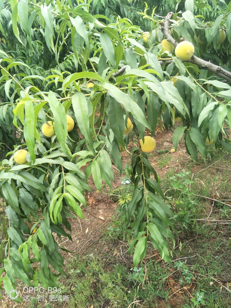 正宗山地黄桃（4个头）