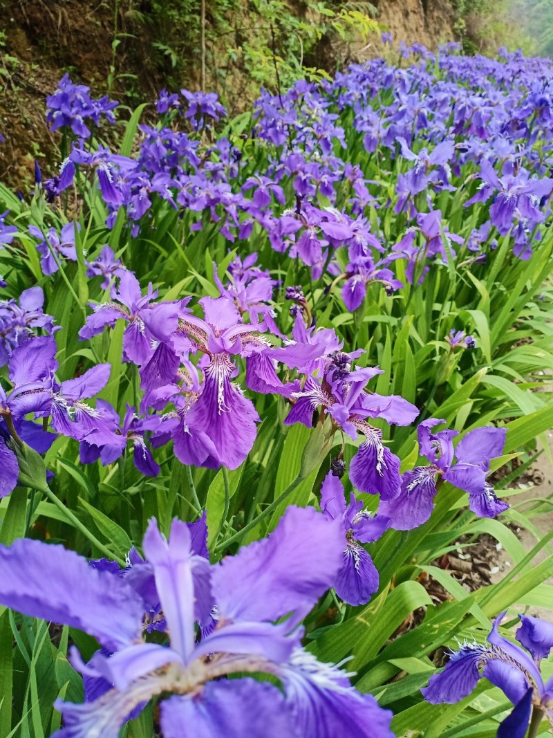 马蔺马莲花，优质观赏花卉，道路绿化带，园林等。