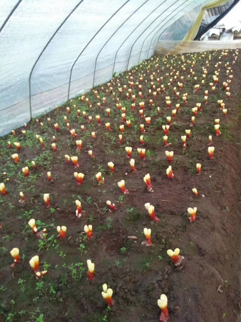 灵芝孢子粉