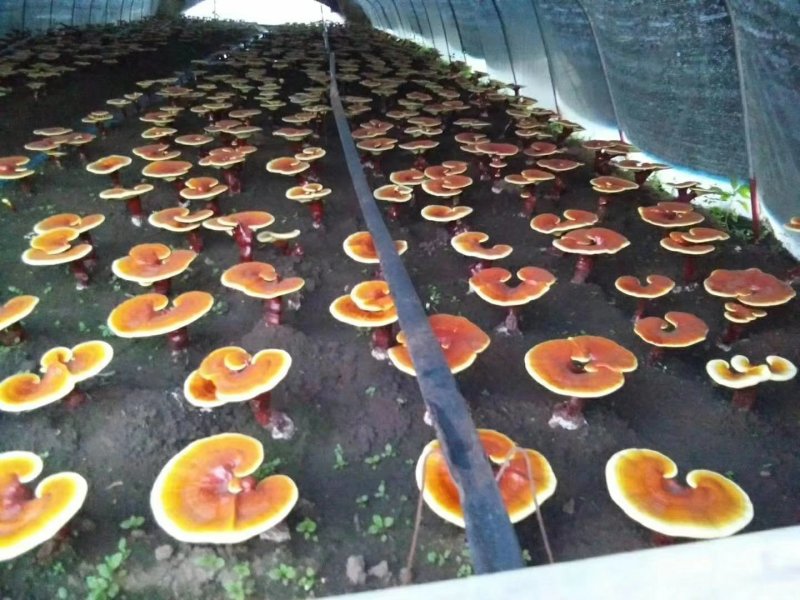 东北木段灵芝孢子粉