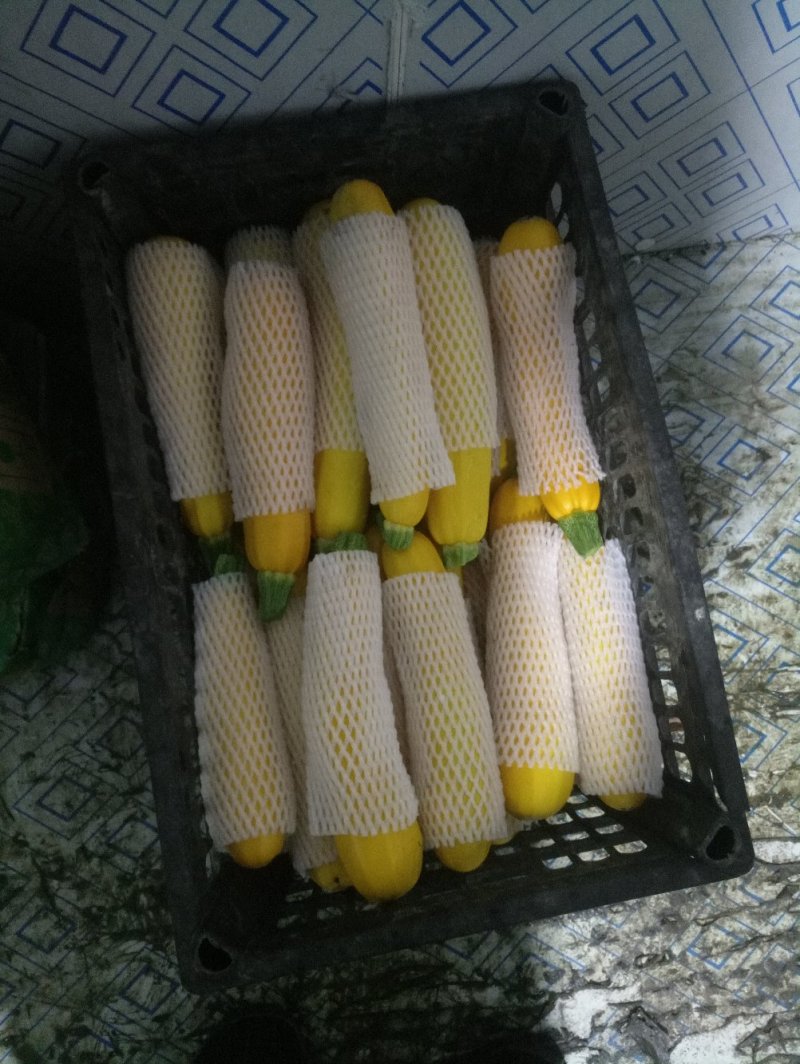 香蕉西葫芦，黄节瓜，青节瓜