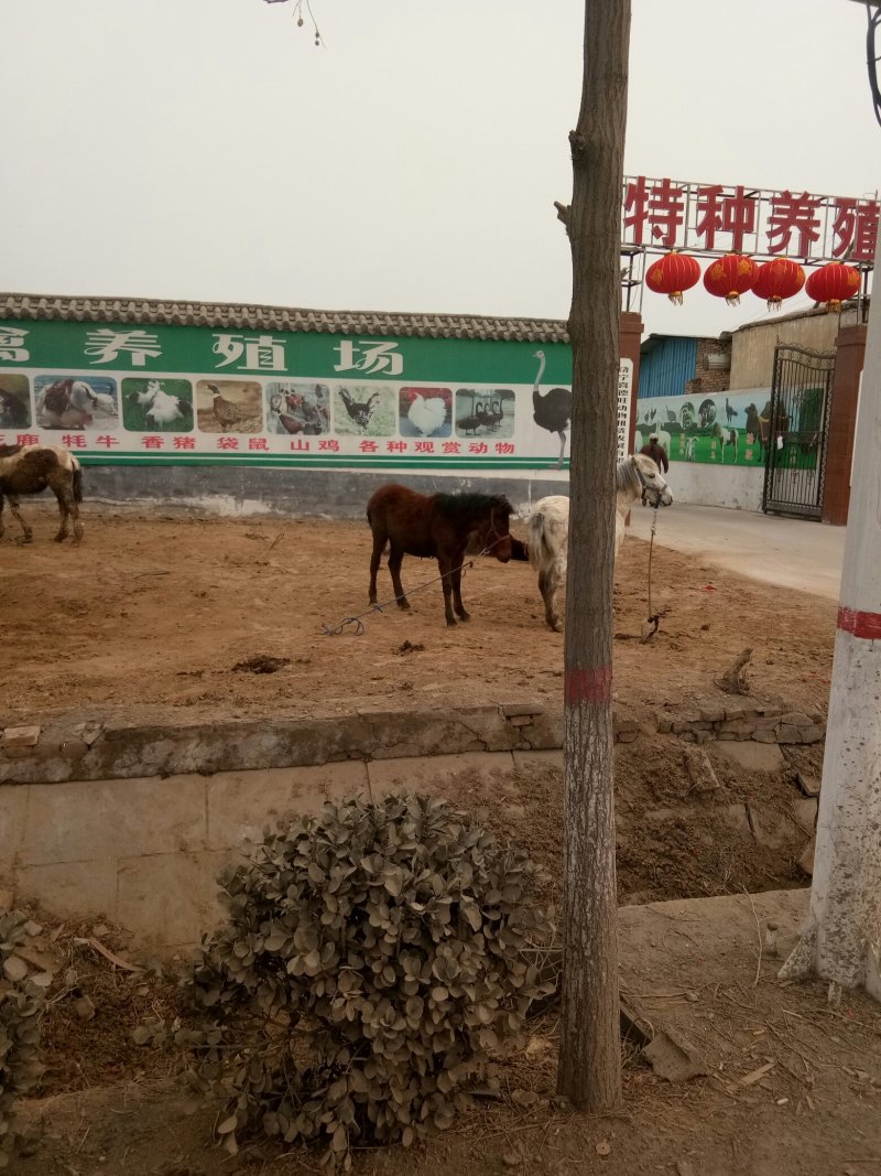 矮马，儿童骑乘，迷你马，