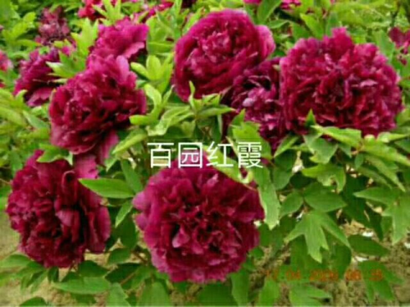牡丹，观赏牡丹，真品重瓣，品种齐全，一手货源，量大从优，