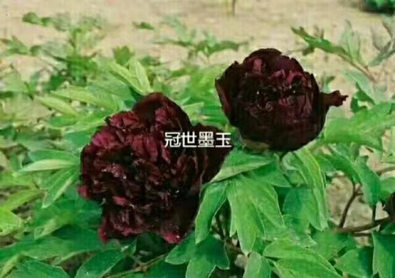 牡丹，观赏牡丹，真品重瓣，品种齐全，一手货源，量大从优，