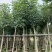 红花风铃木，红花风铃木袋苗，光杆，骨架，全冠红花风铃木