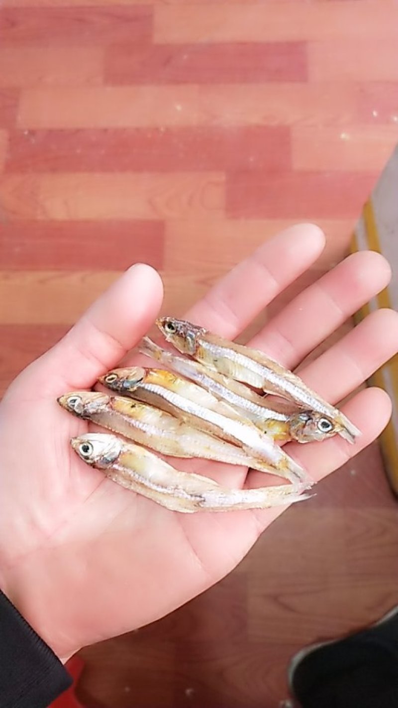 白公鱼干