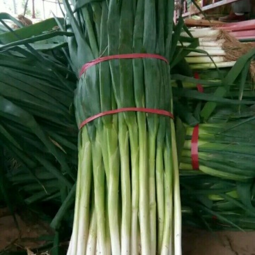 青葱大葱
