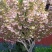日本晚樱，3公分樱花树，花色漂亮