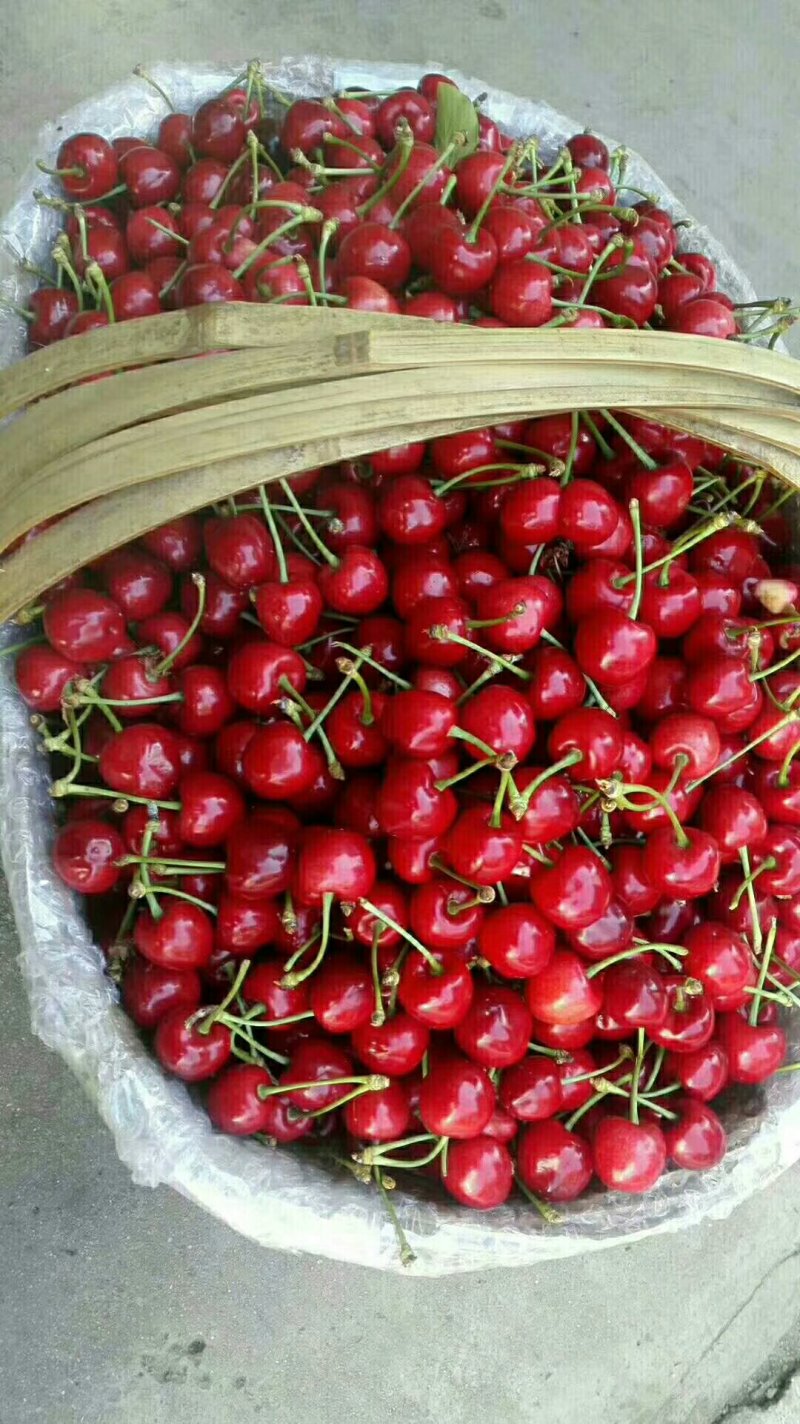 山地樱桃