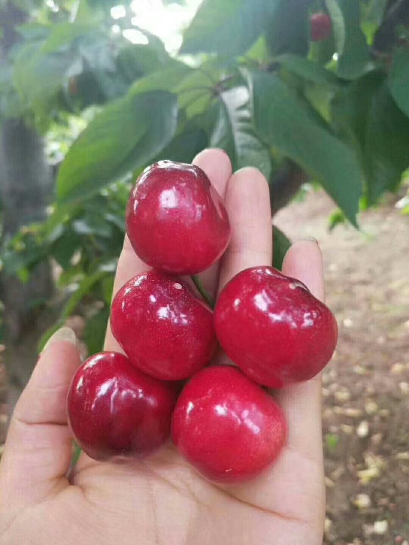 山地樱桃