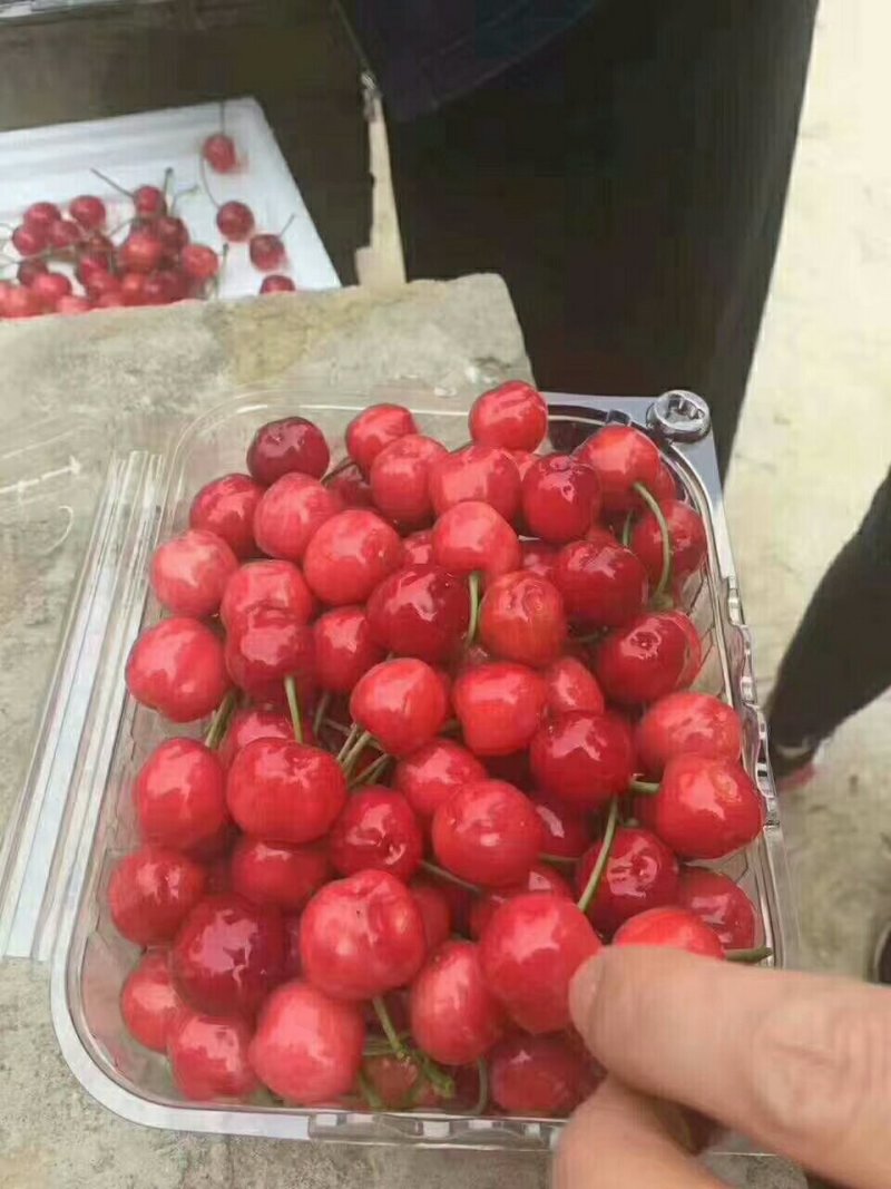 山地樱桃