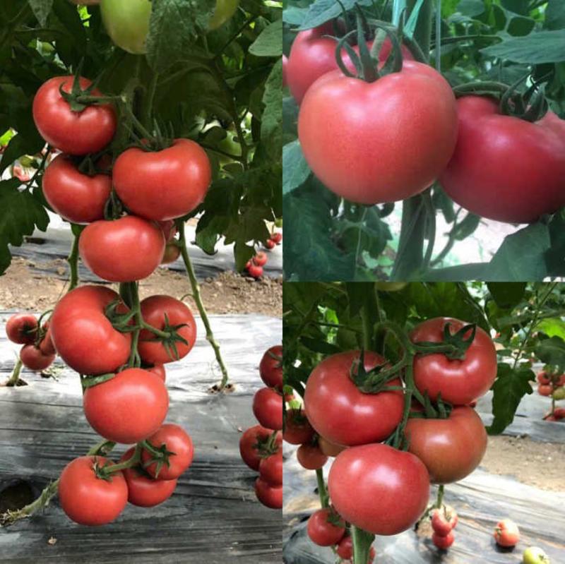 大粉果番茄抗病更强，大果280克，硬度高，抗TY，高产