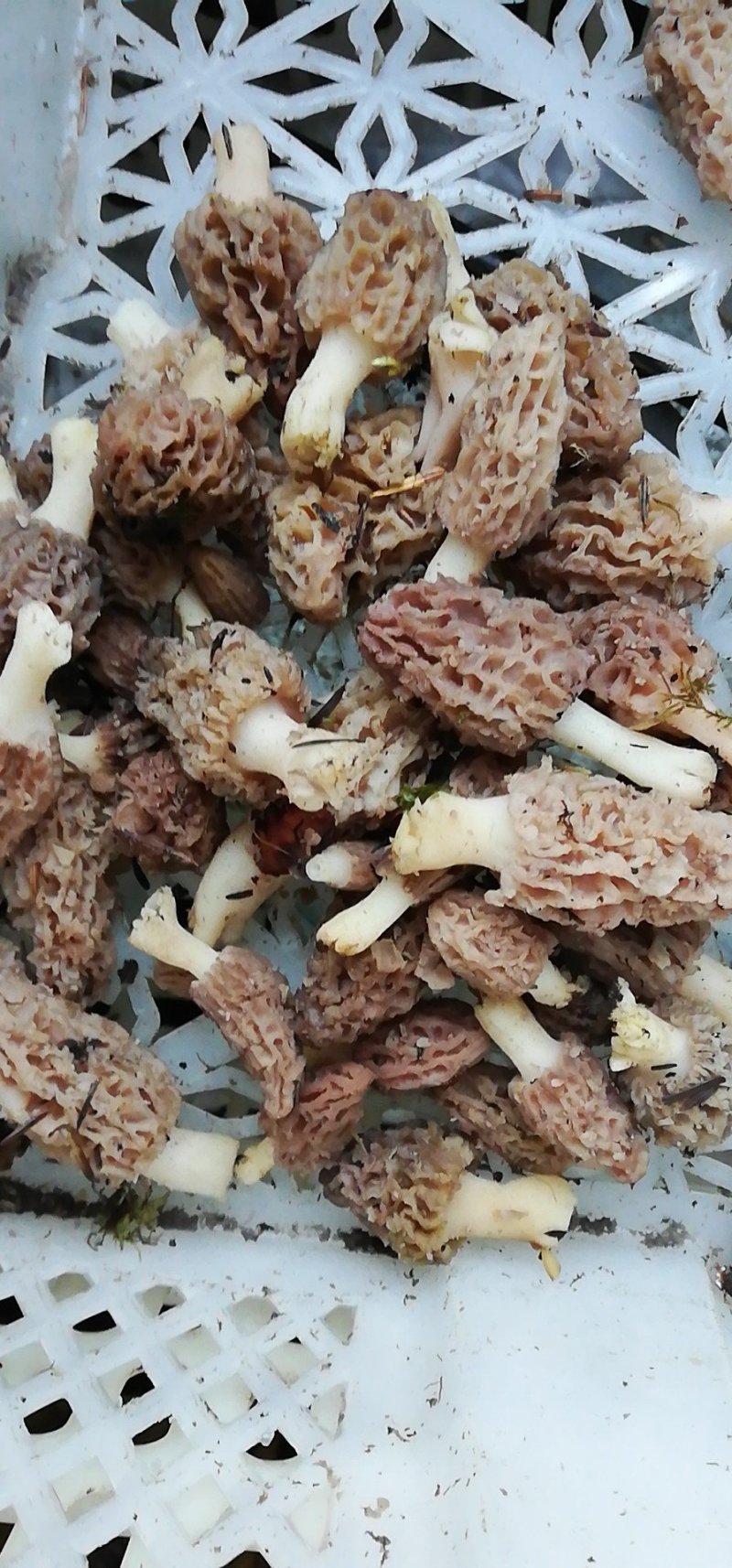 野生羊肚菌