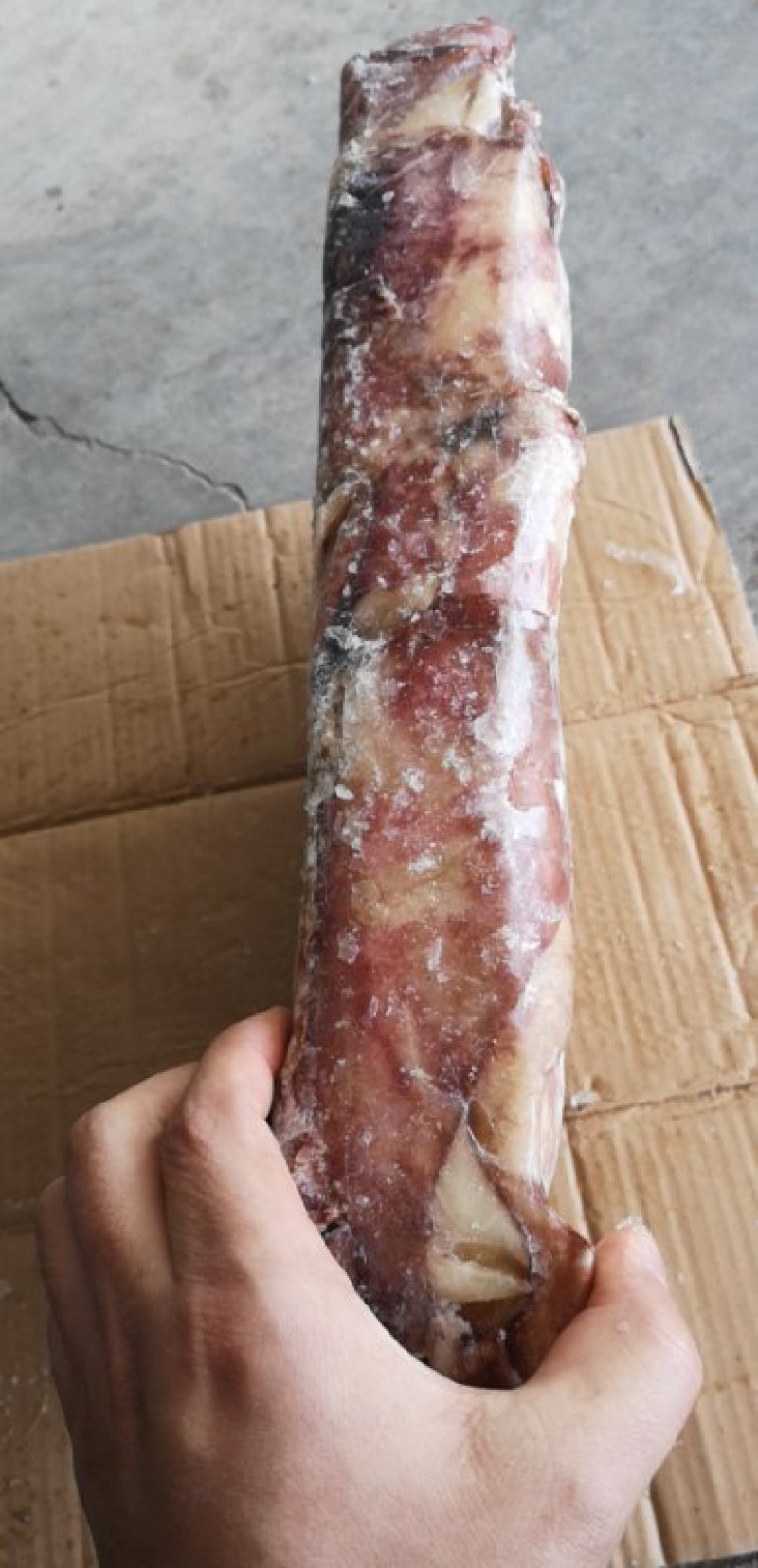 鱿鱼北太鱿鱼耳