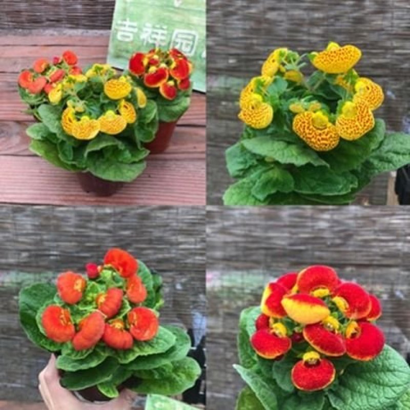 五彩荷包花元宝花盆栽阳台庭院花卉报春花带盆带土带花发