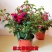 五彩荷包花元宝花盆栽阳台庭院花卉报春花带盆带土带花发